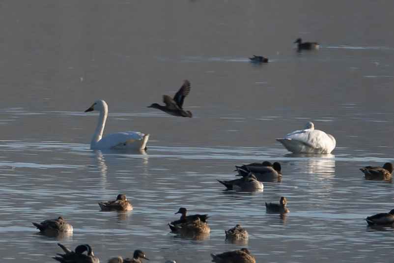 Tundra Swan